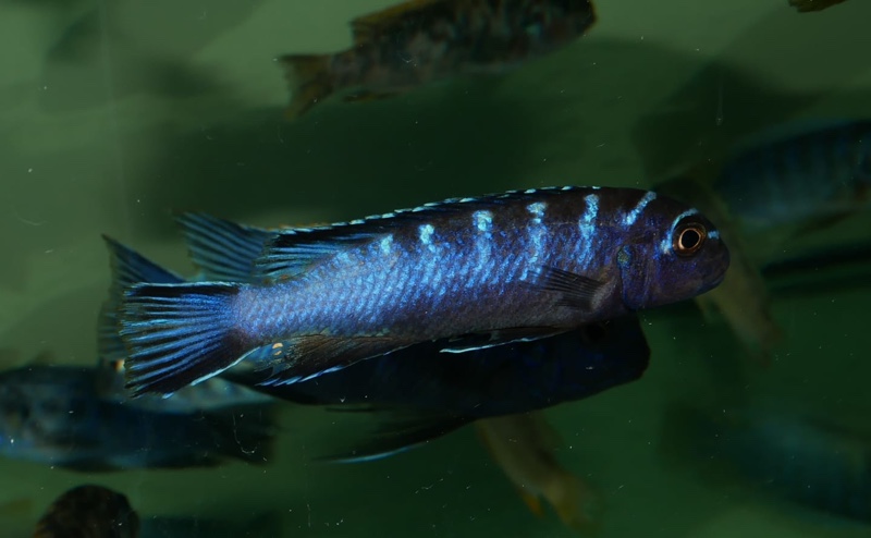 Chindongo elongatus 'Liuli'